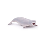 Beluga Whale