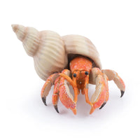 Hermit Crab