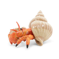 Hermit Crab