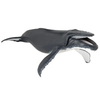 Humpback Whale