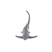 Thresher Shark