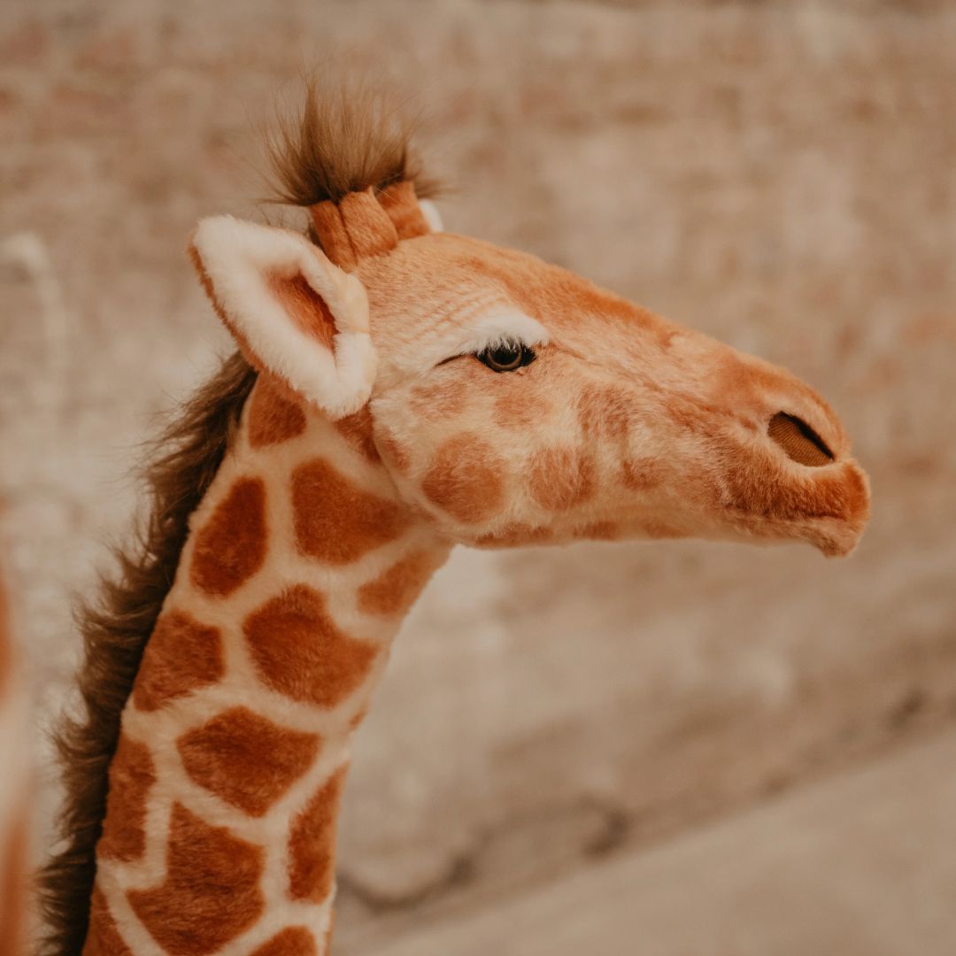 Giraffe - 135 cm