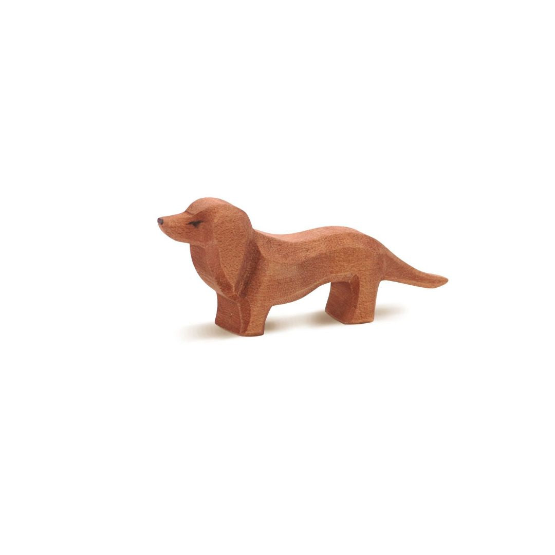 Dachshund