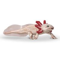 Axolotl