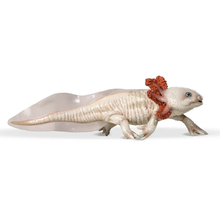 Axolotl