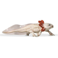 Axolotl