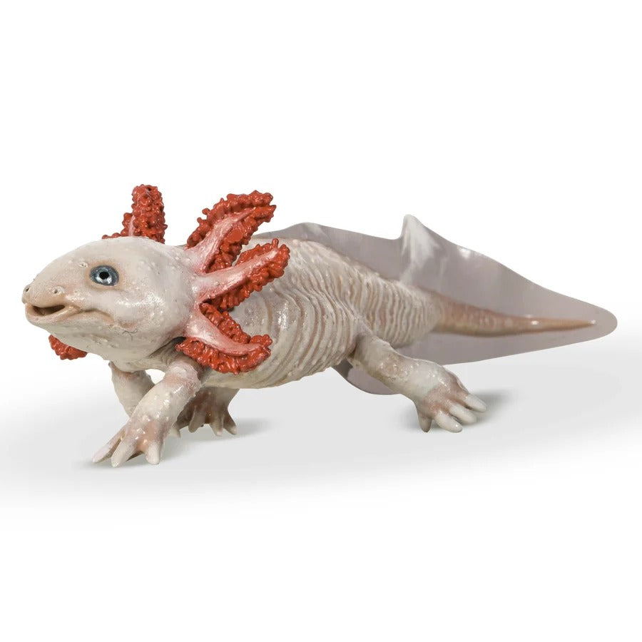 Axolotl