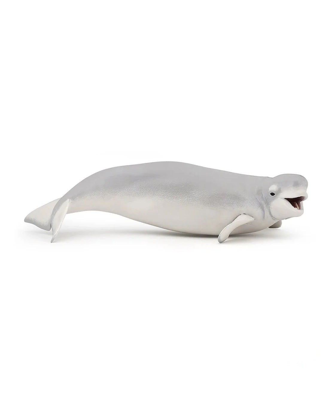 Beluga Whale