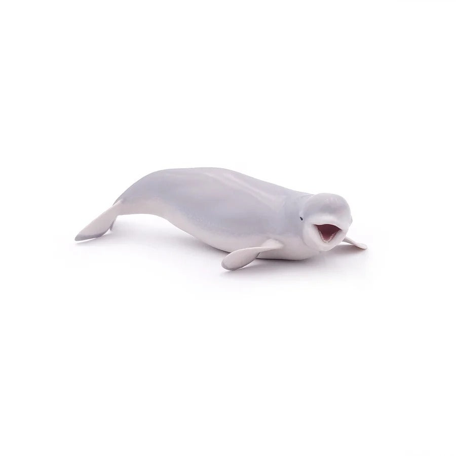 Beluga Whale