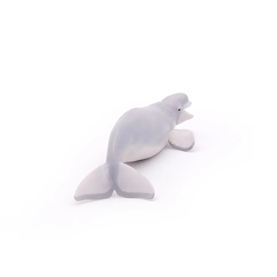 Beluga Whale