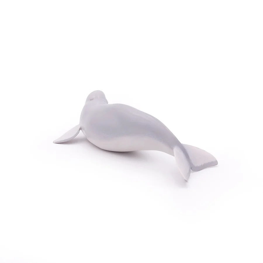 Beluga Whale