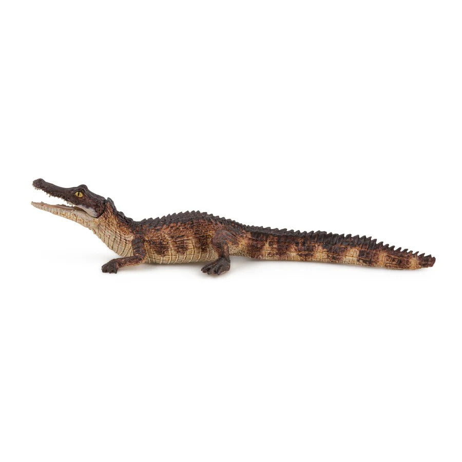 Cayman