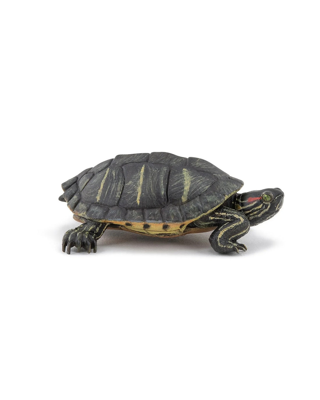 Florida Turtle