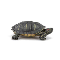 Florida Turtle