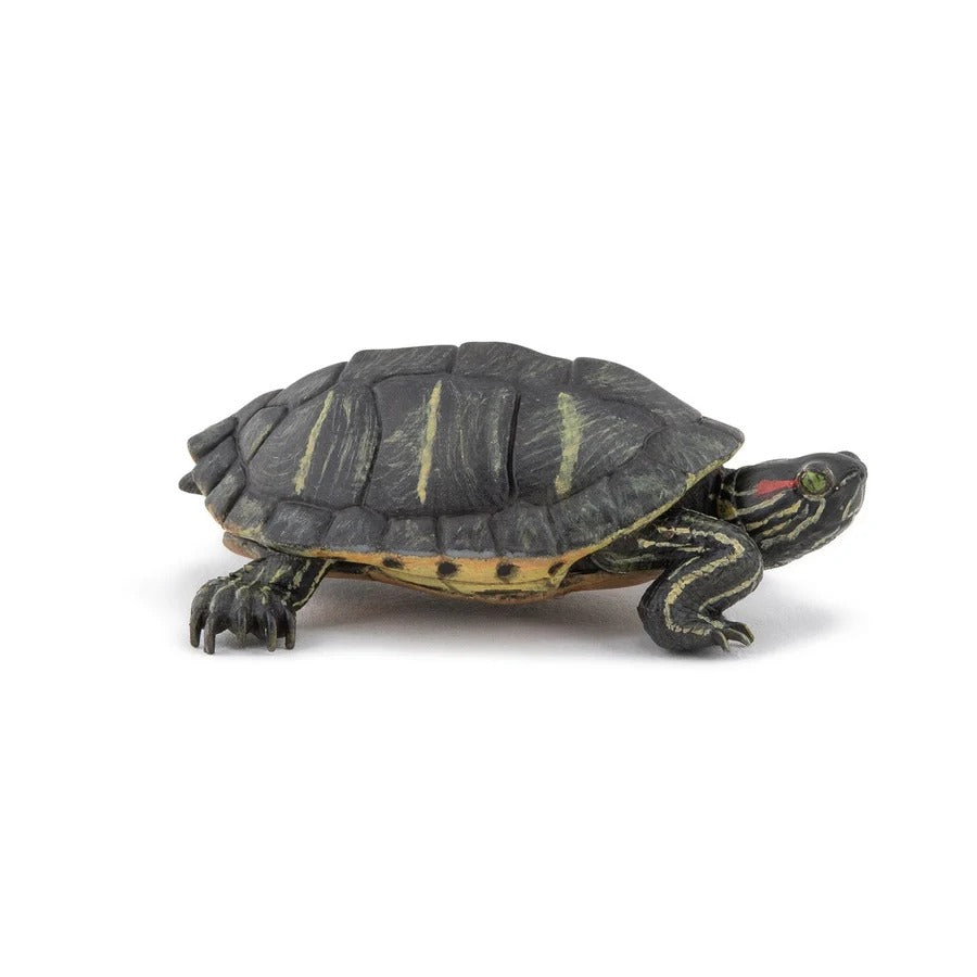 Florida Turtle