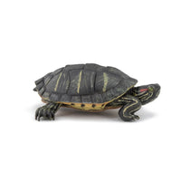 Florida Turtle