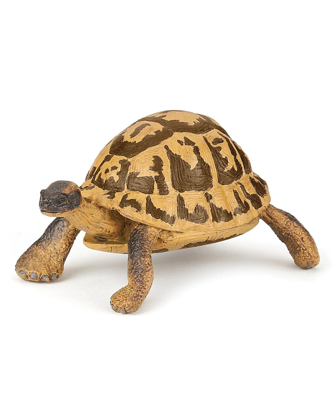 Hermann's Tortoise