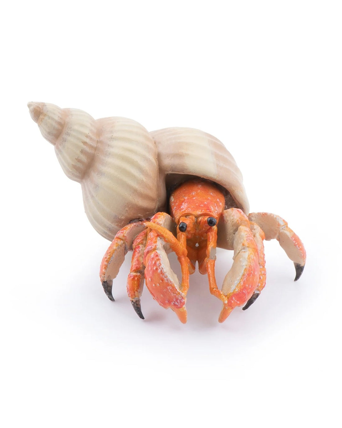Hermit Crab