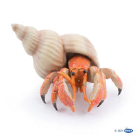 Hermit Crab