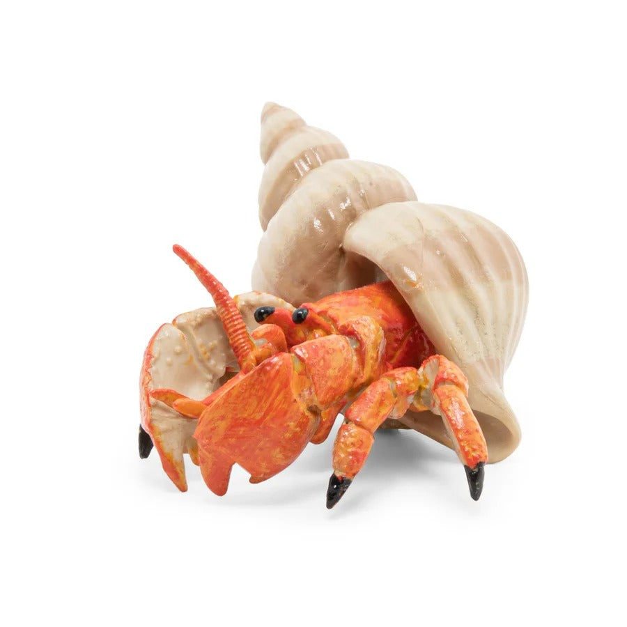 Hermit Crab