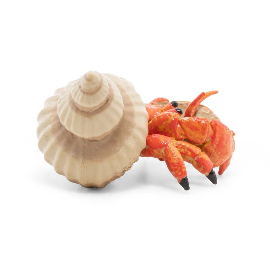 Hermit Crab
