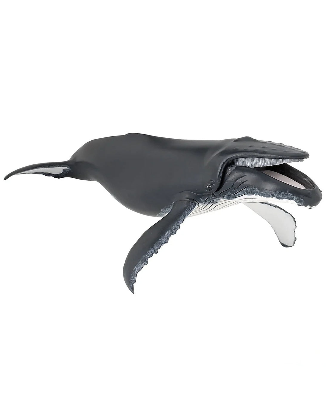 Humpback Whale