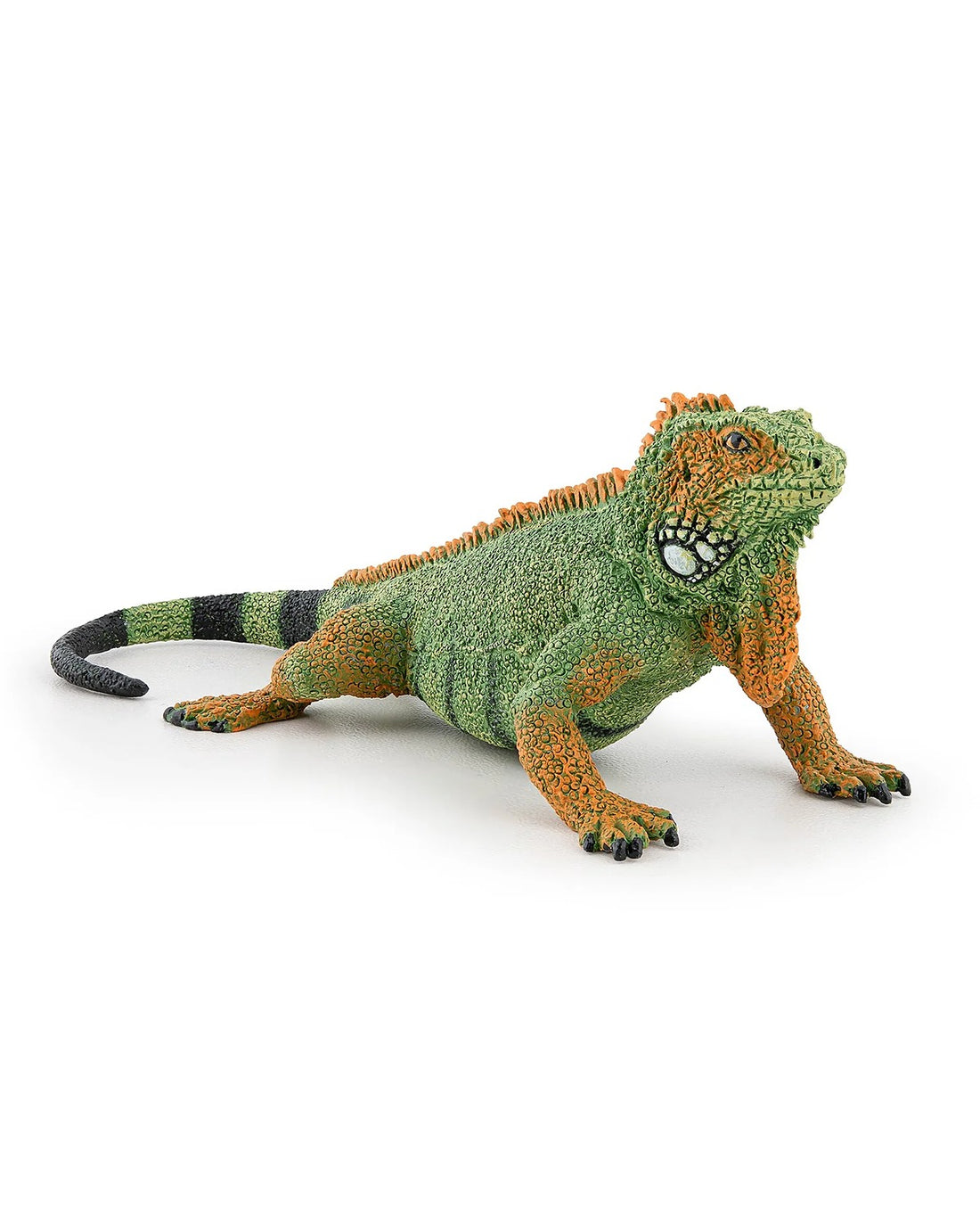 Iguana