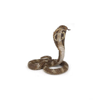 King Cobra