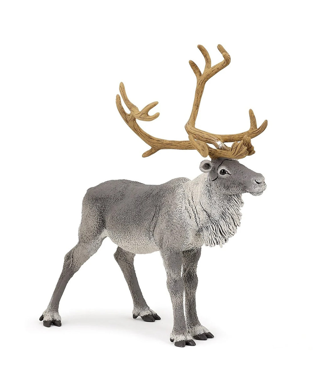 Reindeer