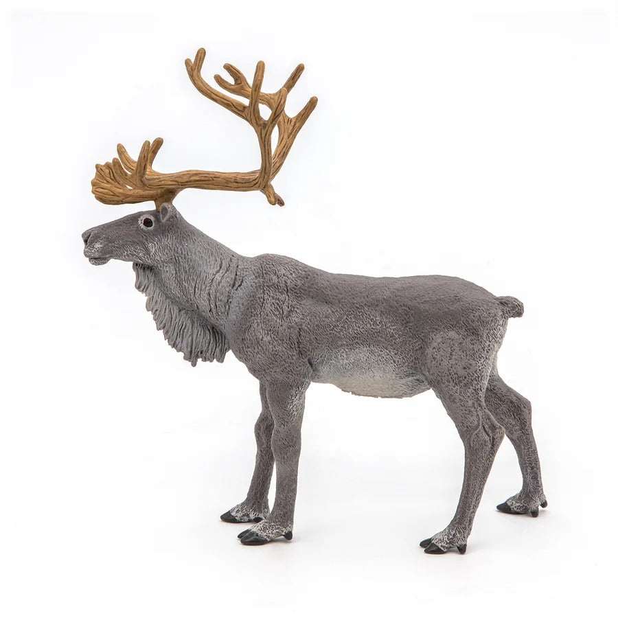 Reindeer