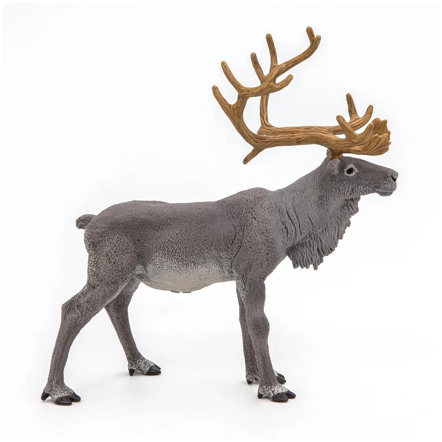 Reindeer