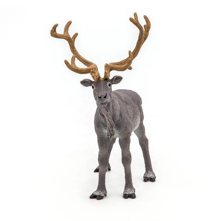 Reindeer