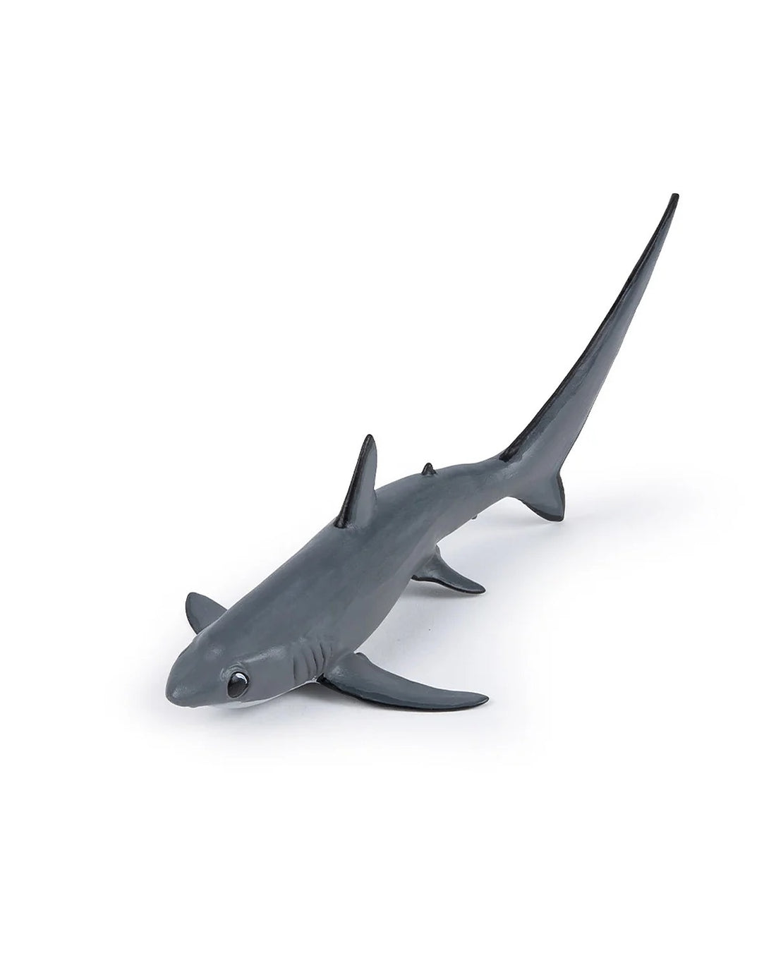 Thresher Shark