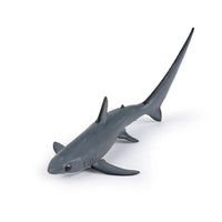 Thresher Shark