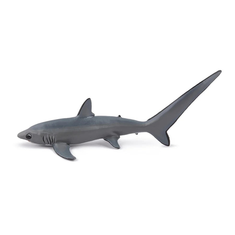 Thresher Shark