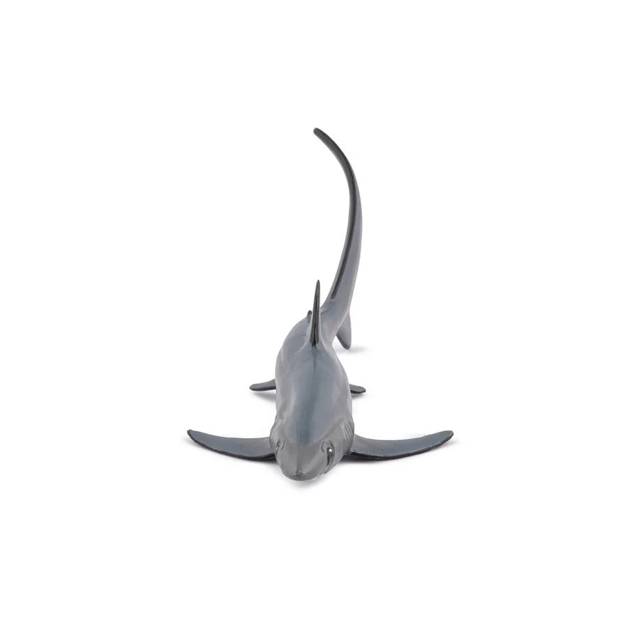 Thresher Shark