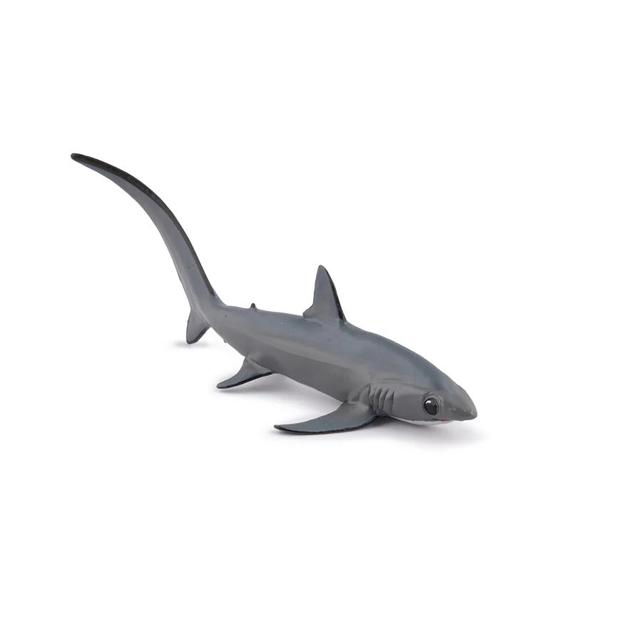 Thresher Shark
