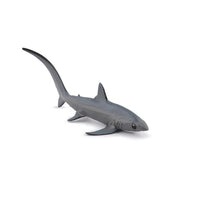 Thresher Shark