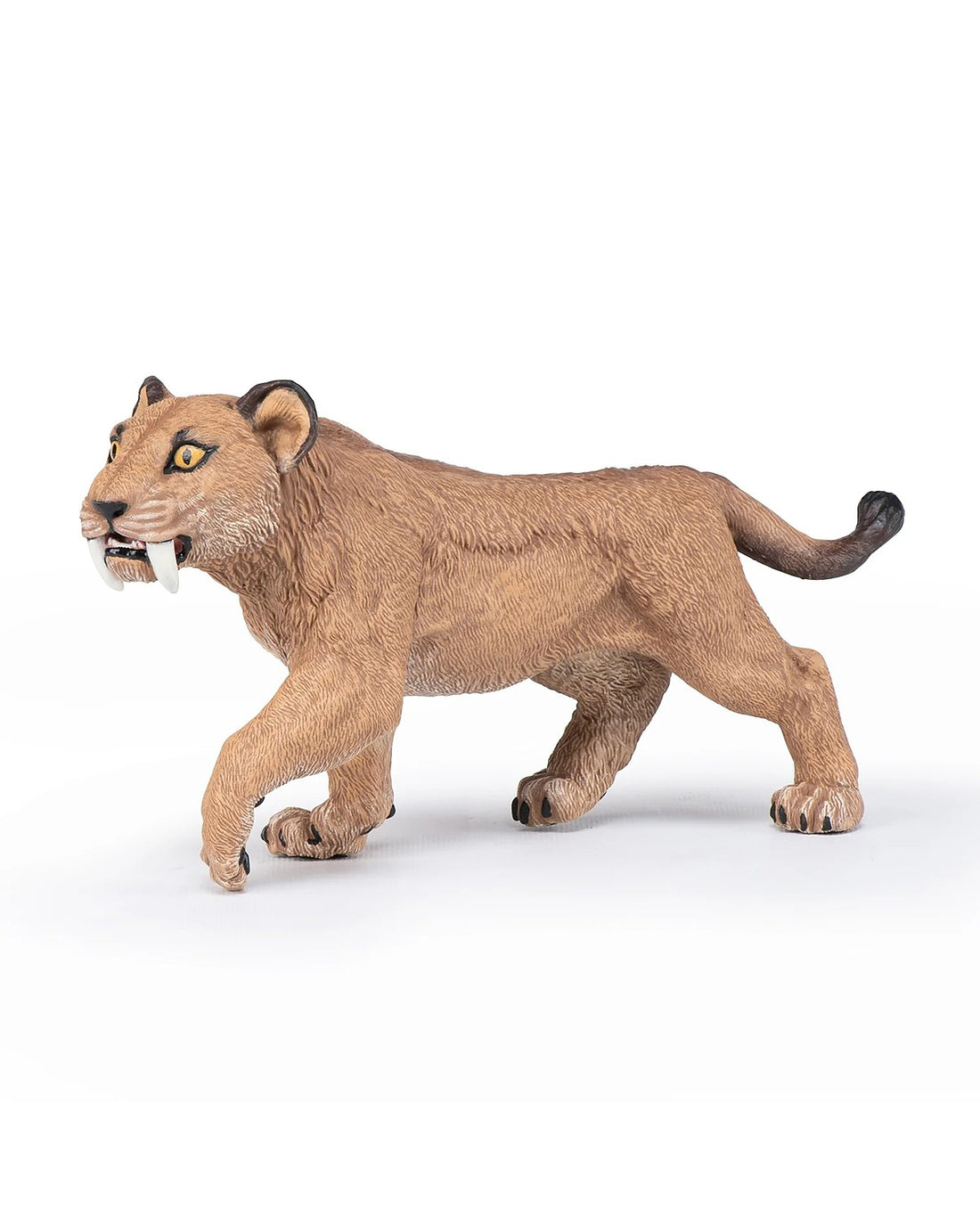 Young Smilodon
