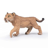 Young Smilodon