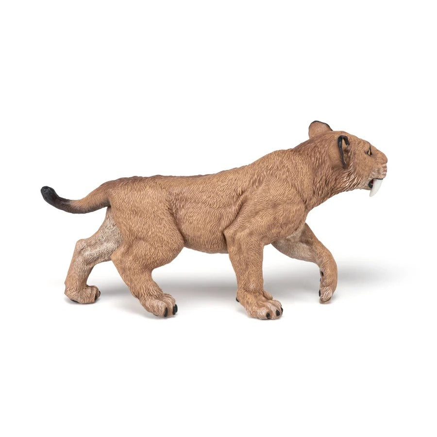 Young Smilodon