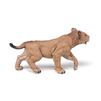 Young Smilodon