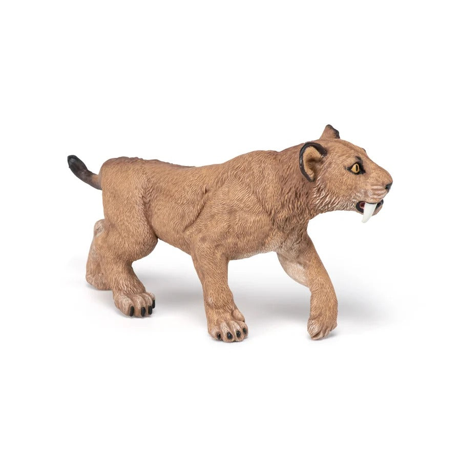 Young Smilodon