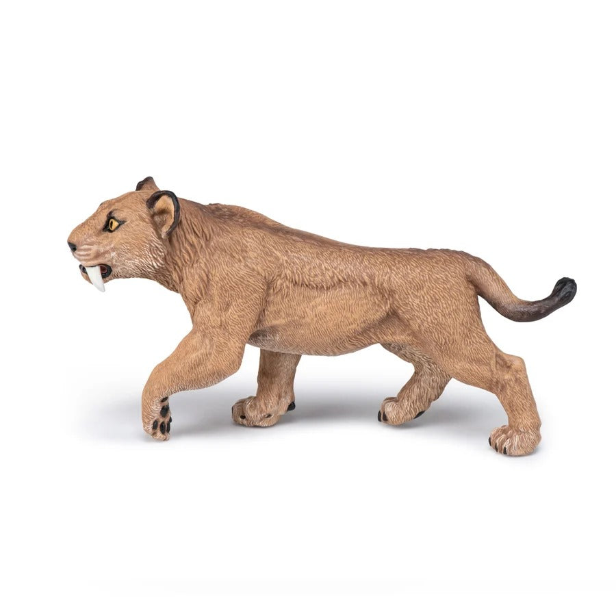 Young Smilodon
