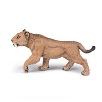 Young Smilodon